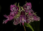 Penstemon wippleanus - Wipplean's Penstemon